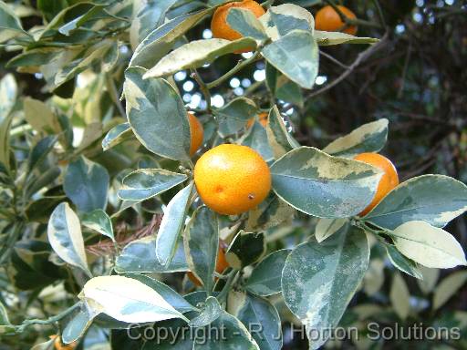 Calamondin Variegated 